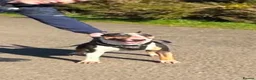 English Bull Terrier dogs for sale: Kc English bull terrier puppies  in Tredegar - Advert 1