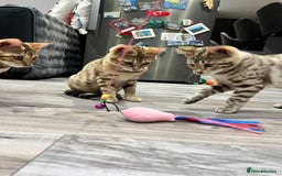 Bengal cats for sale: Stunning TICA 5 Generation Pedigree Kittens - Image 17