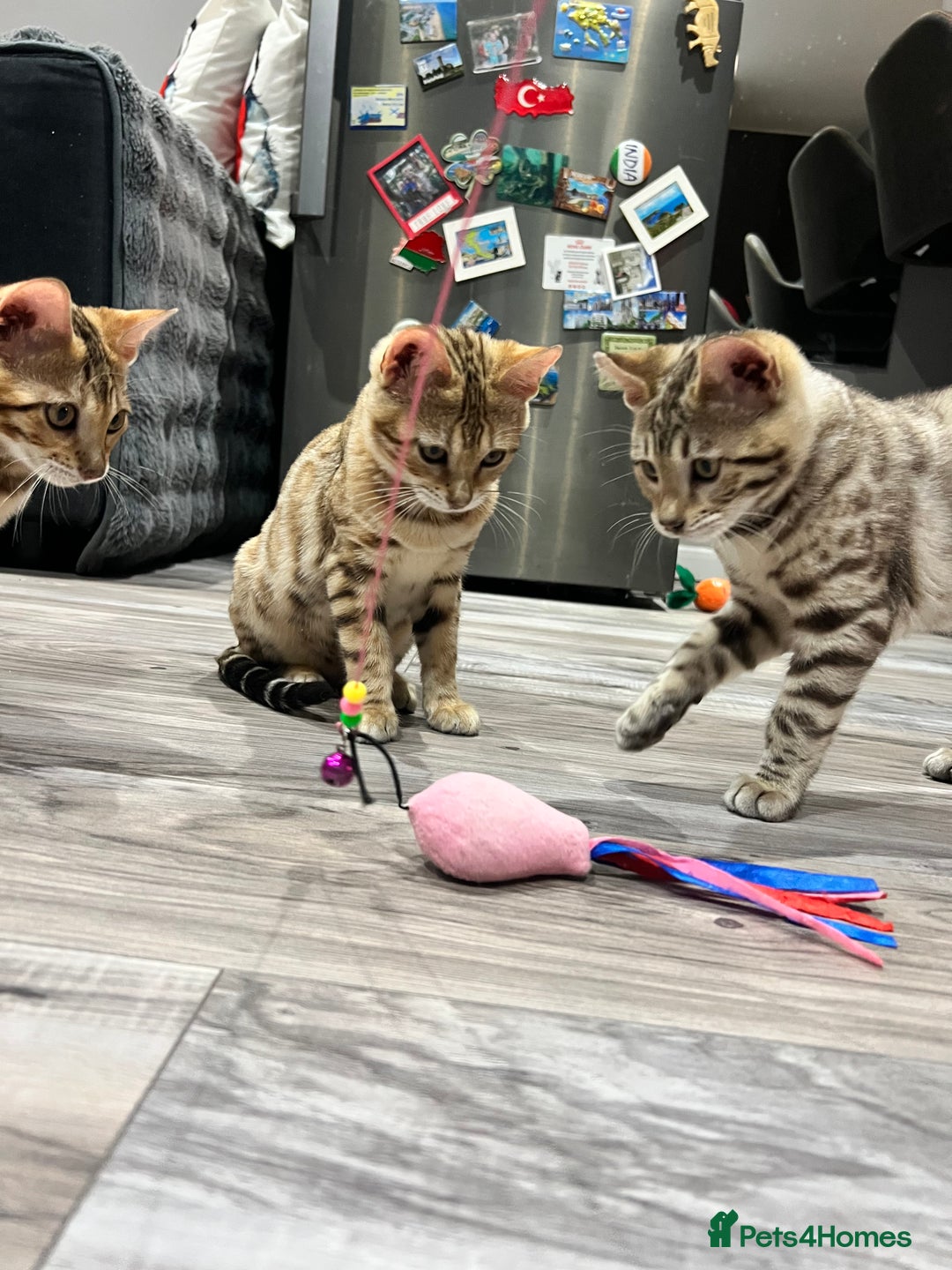 Bengal cats for sale: Stunning TICA 5 Generation Pedigree Kittens - Image 17