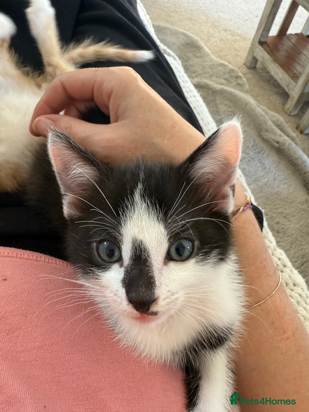 Oriental cats for sale: The Cutest Babies Hand Reared From 2 Weeks - Image 15