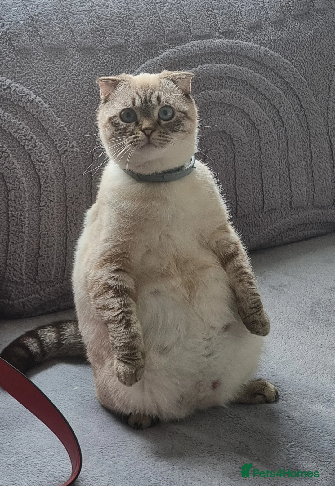 Scottish Fold cats for sale: Scottish Straight and Scottish Fold  - Advert 8