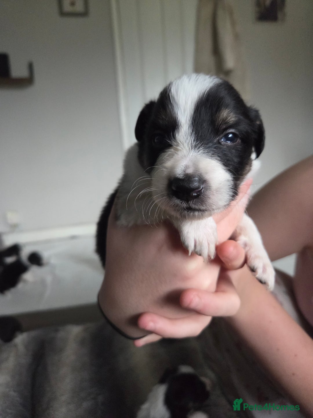 Border Collie dogs for sale: Border collie pups  - Image 9