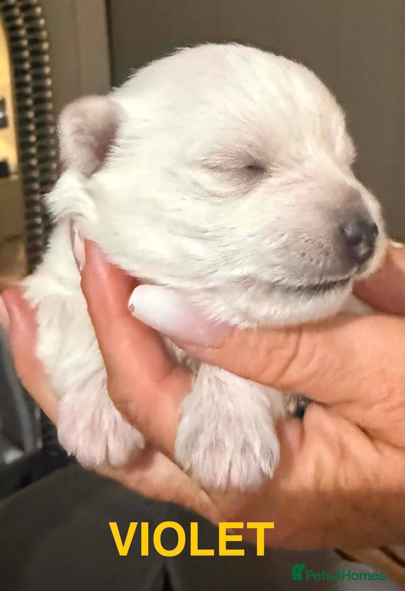 West Highland Terrier dogs for sale: Beautiful Westie puppies  - Advert 8