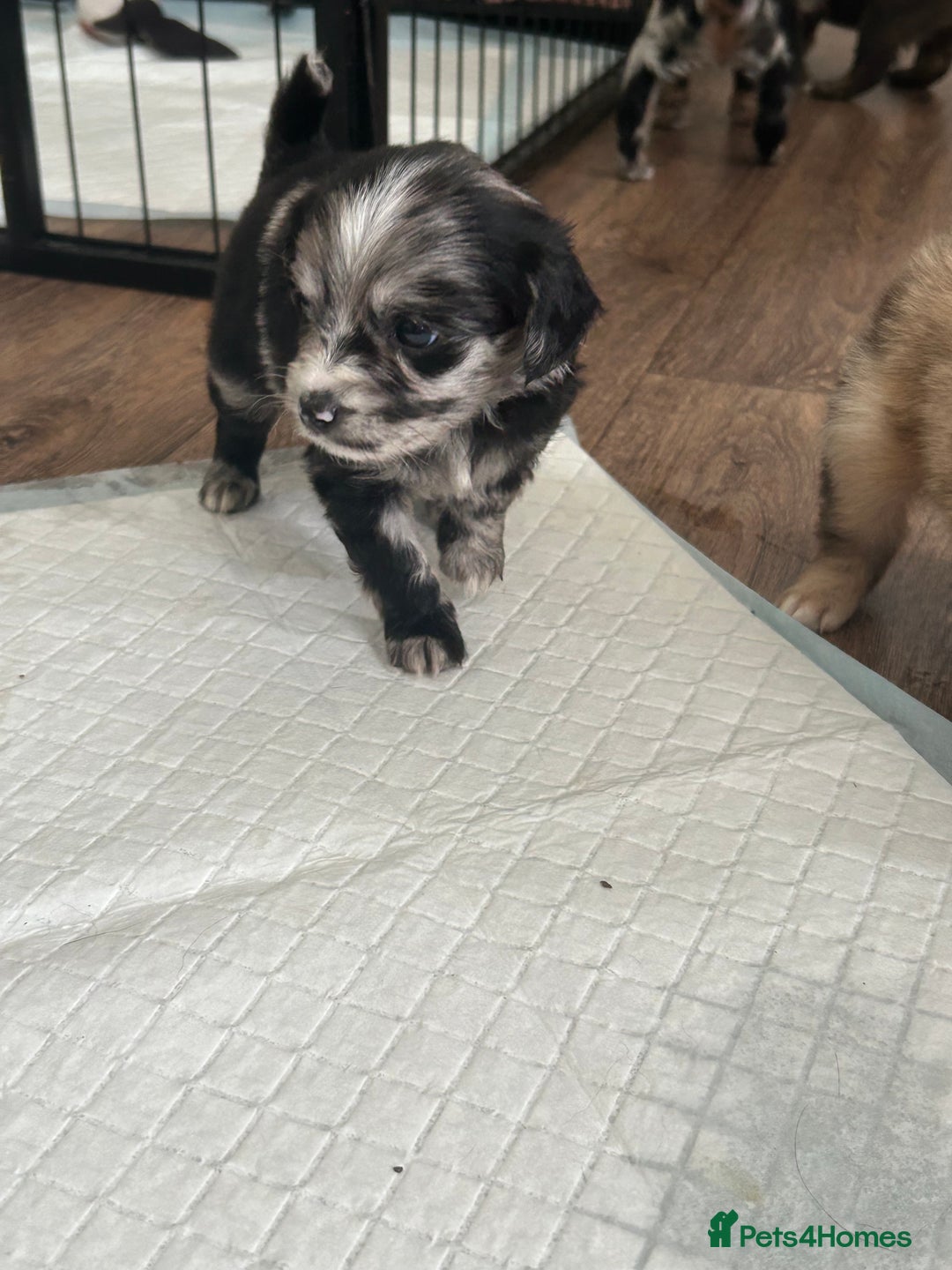 Mixed Breed dogs for sale: American cocker spaniel x Pomeranian  - Image 27
