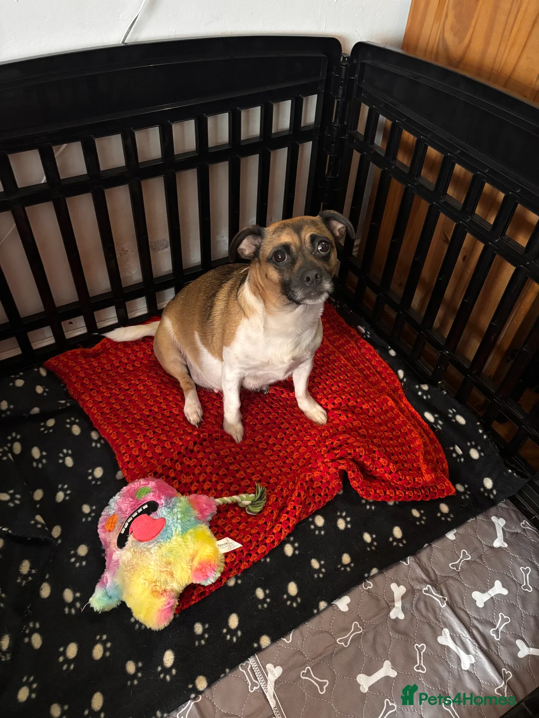 Mixed Breed dogs for sale: Jug puppies  in Dundee - Advert 6