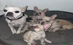 French Bulldog dogs for sale: French Bulldog Puppies – Beautiful, Rare Colours - Image 15
