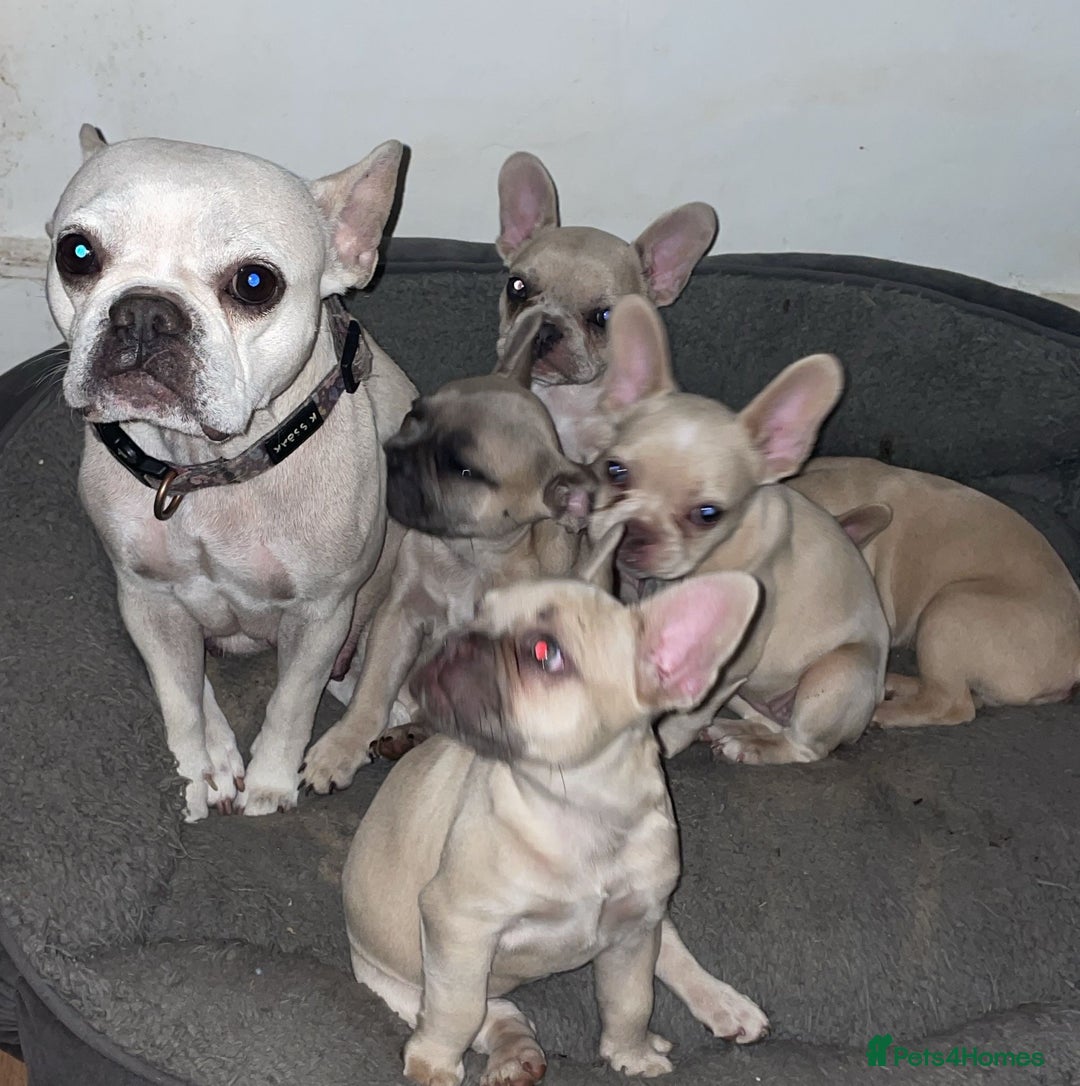 French Bulldog dogs for sale: French Bulldog Puppies – Beautiful, Rare Colours - Image 15