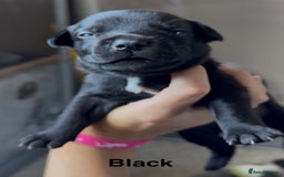 Mixed Breed dogs for sale: Staffie mix puppies - Image 8