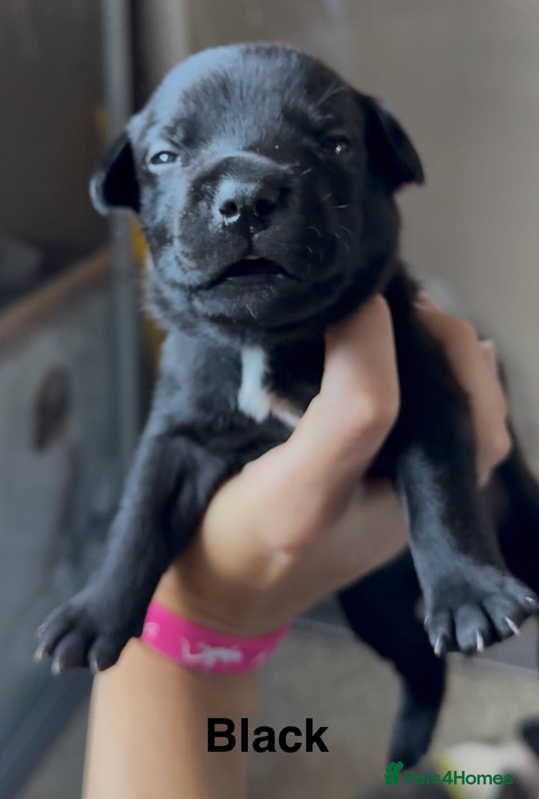 Mixed Breed dogs for sale: Staffie mix puppies - Image 8