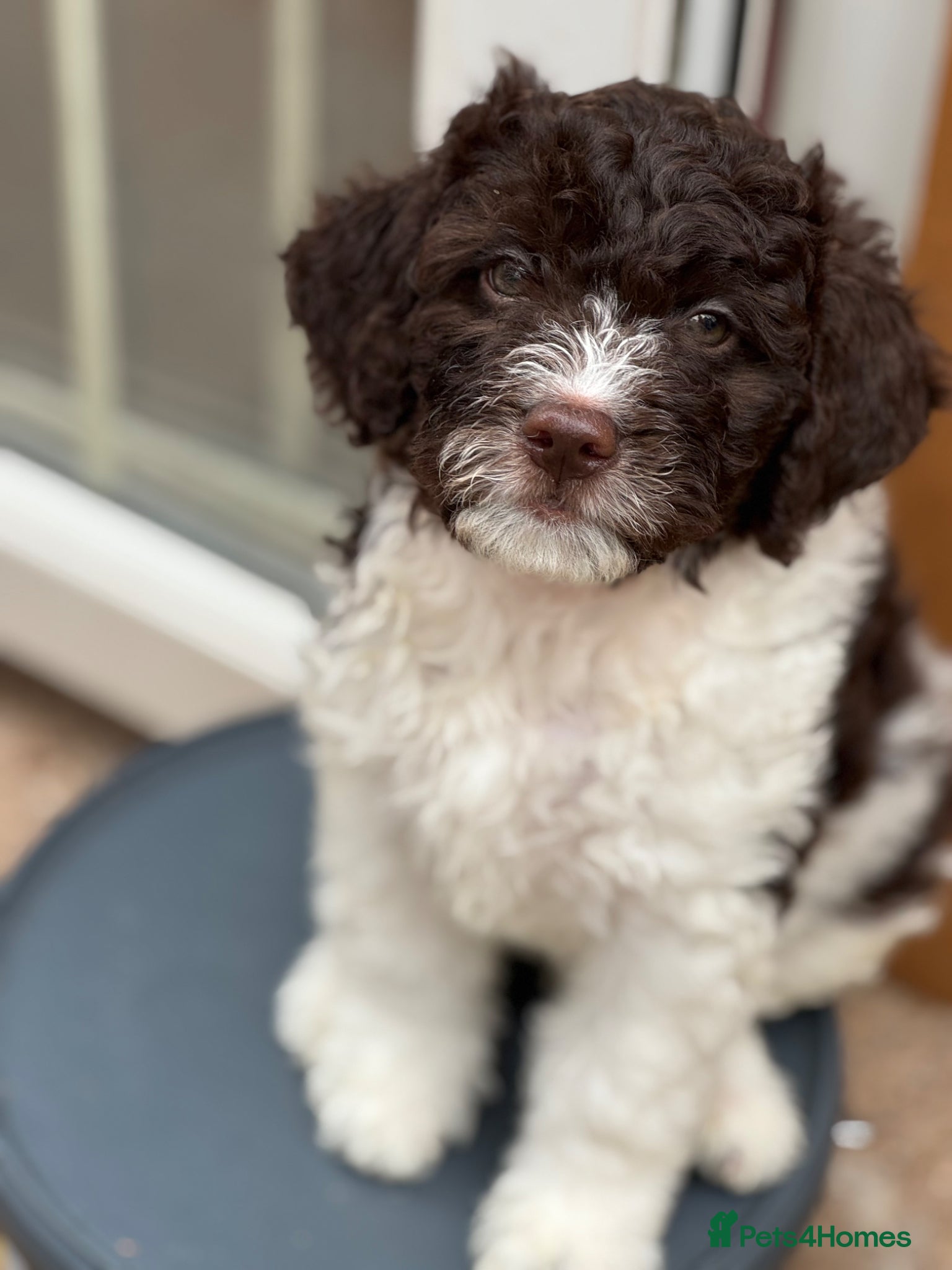 Lagotto Romagnolo dogs Lagotto Romanoglo pups - Advert 1
