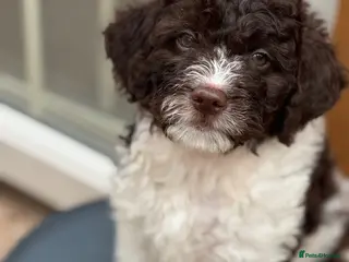 Lagotto Romagnolo dogs Lagotto Romanoglo pups - Advert 8