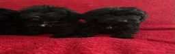 Cockapoo dogs for sale: F1 Black Cockapoo puppies - Advert 9