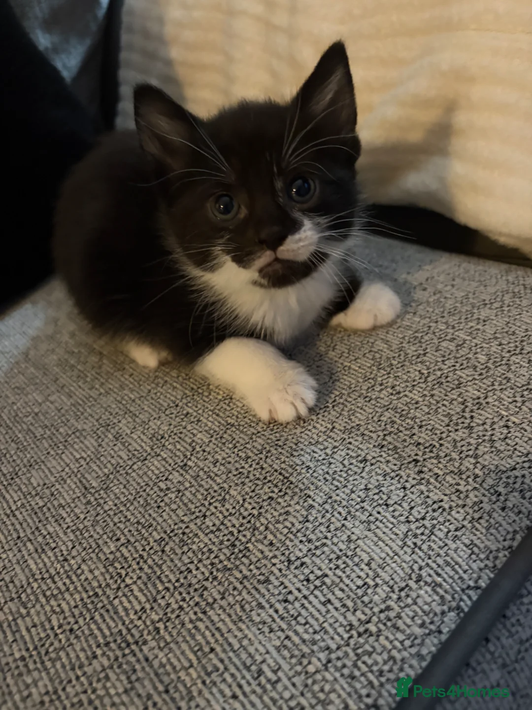 Russian Blue cats for sale: Russian blue X kittens  - Advert 4