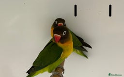 Lovebirds birds for sale: Beautiful pair of lovebirds  - Image 2