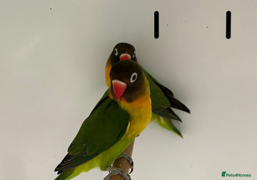 Lovebirds birds for sale: Beautiful pair of lovebirds  - Image 2