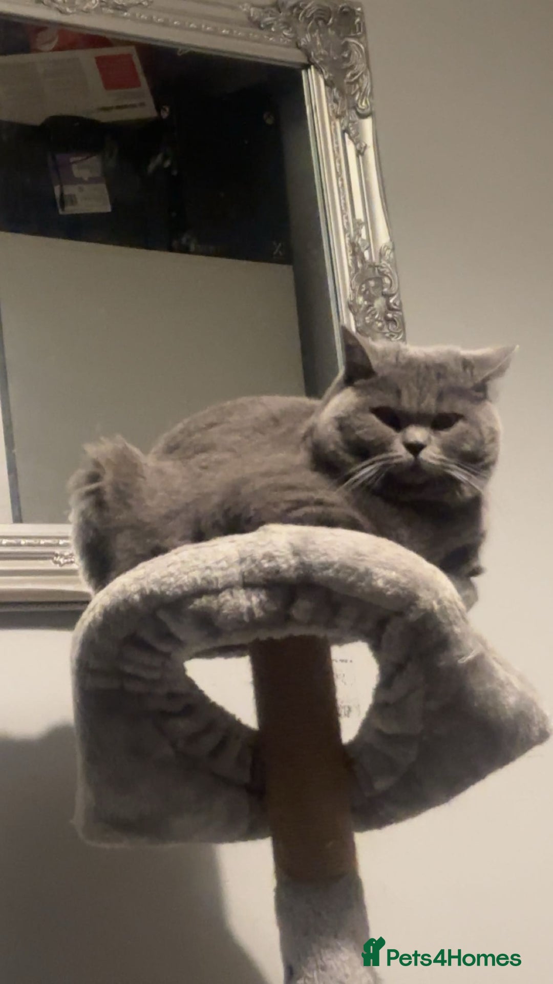 British Shorthair cats for sale: Blue British shorthair male - Image 1