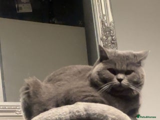 British Shorthair cats - Advert 30