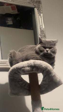 British Shorthair cats - Advert 9
