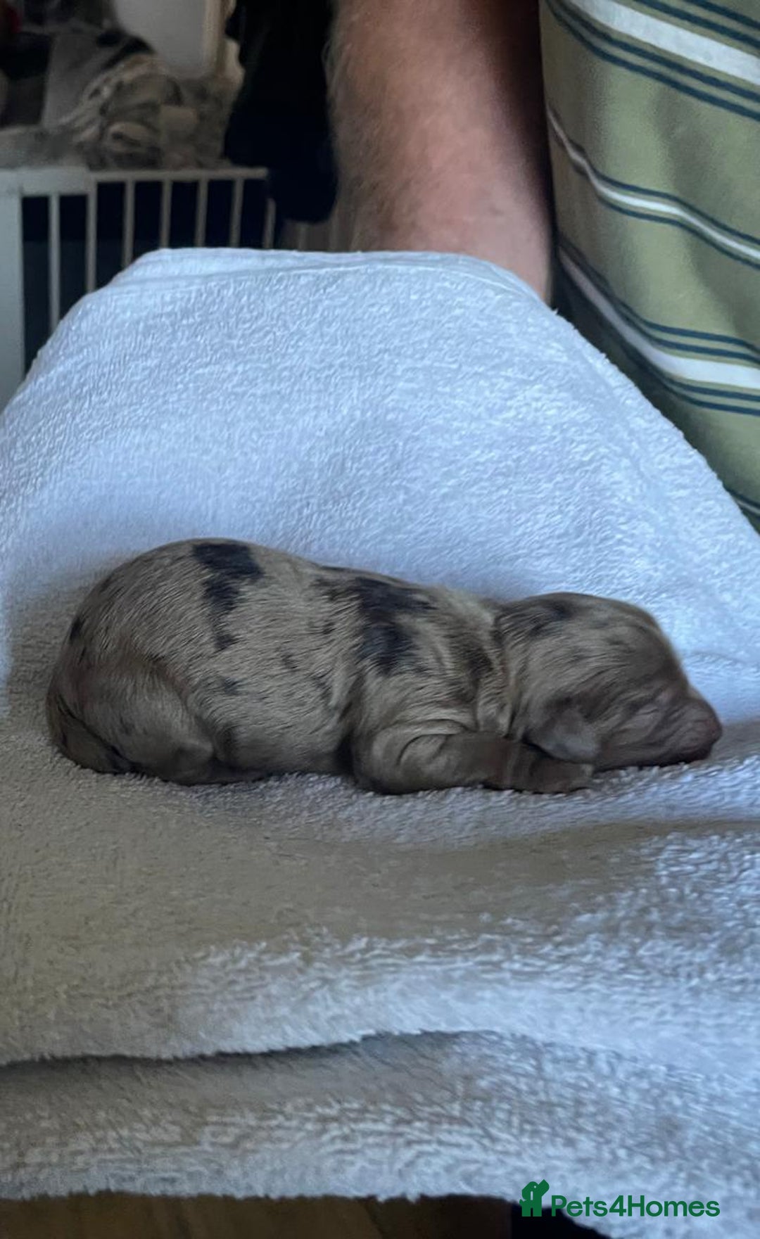 Cockapoo dogs for sale: Stunning F1BB cockapoos merles /phantoms/red ❤️ - Image 8