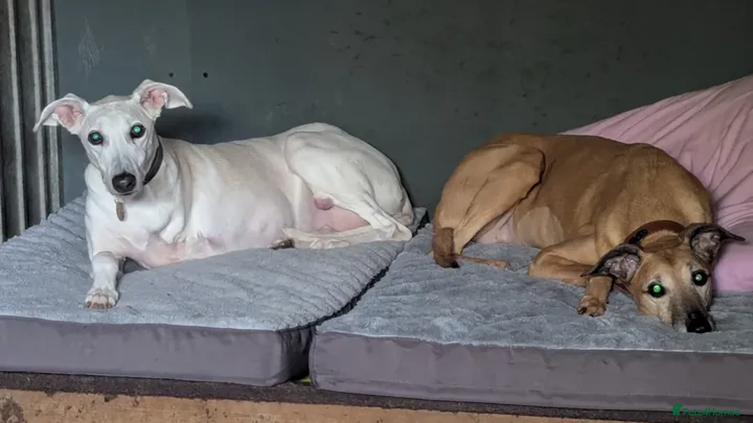 Lurcher dogs for adoption: MISTY AND ELSA, OLDER GIRLS IN RESCUE - Advert 2