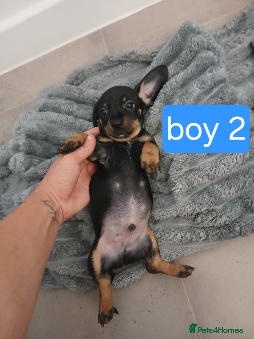 Chiweenie dogs for sale: Ready now 7 xsmall chiweenies fur babies  - Image 5