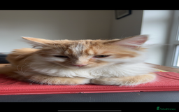 Mixed Breed cats for sale: Percy - stunning long haired ginger cat - Image 6