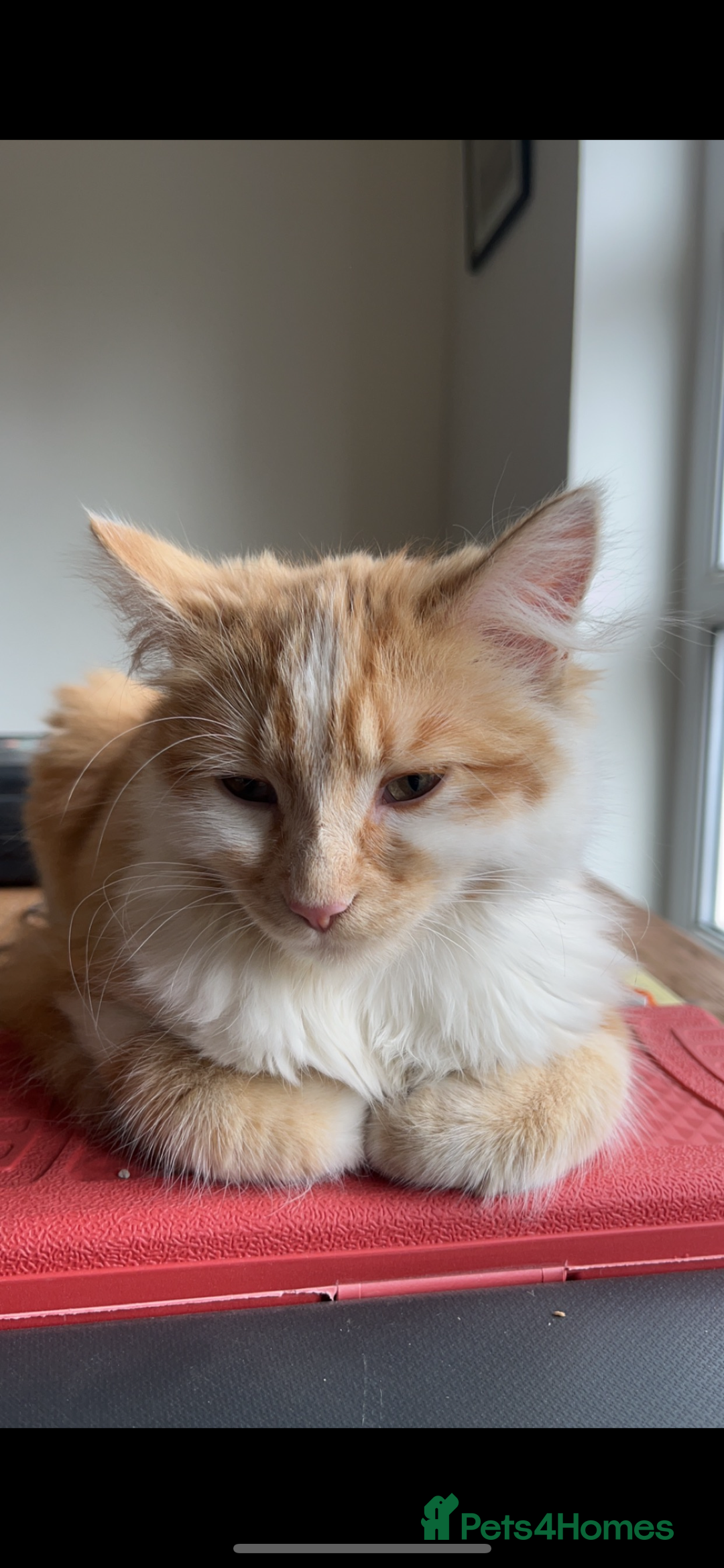 Mixed Breed cats for sale: Percy - stunning long haired ginger cat - Image 6