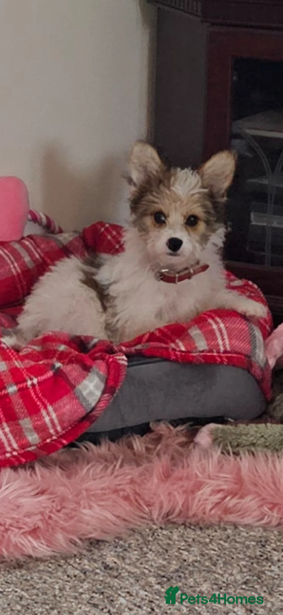 Mixed Breed dogs for sale: Very smart little man. - Advert 2