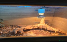Bearded Dragon reptiles for sale: Bearded dragon and full set up - Image 2