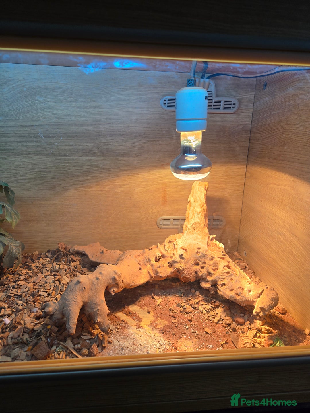 Bearded Dragon reptiles for sale: Bearded dragon and full set up - Image 2