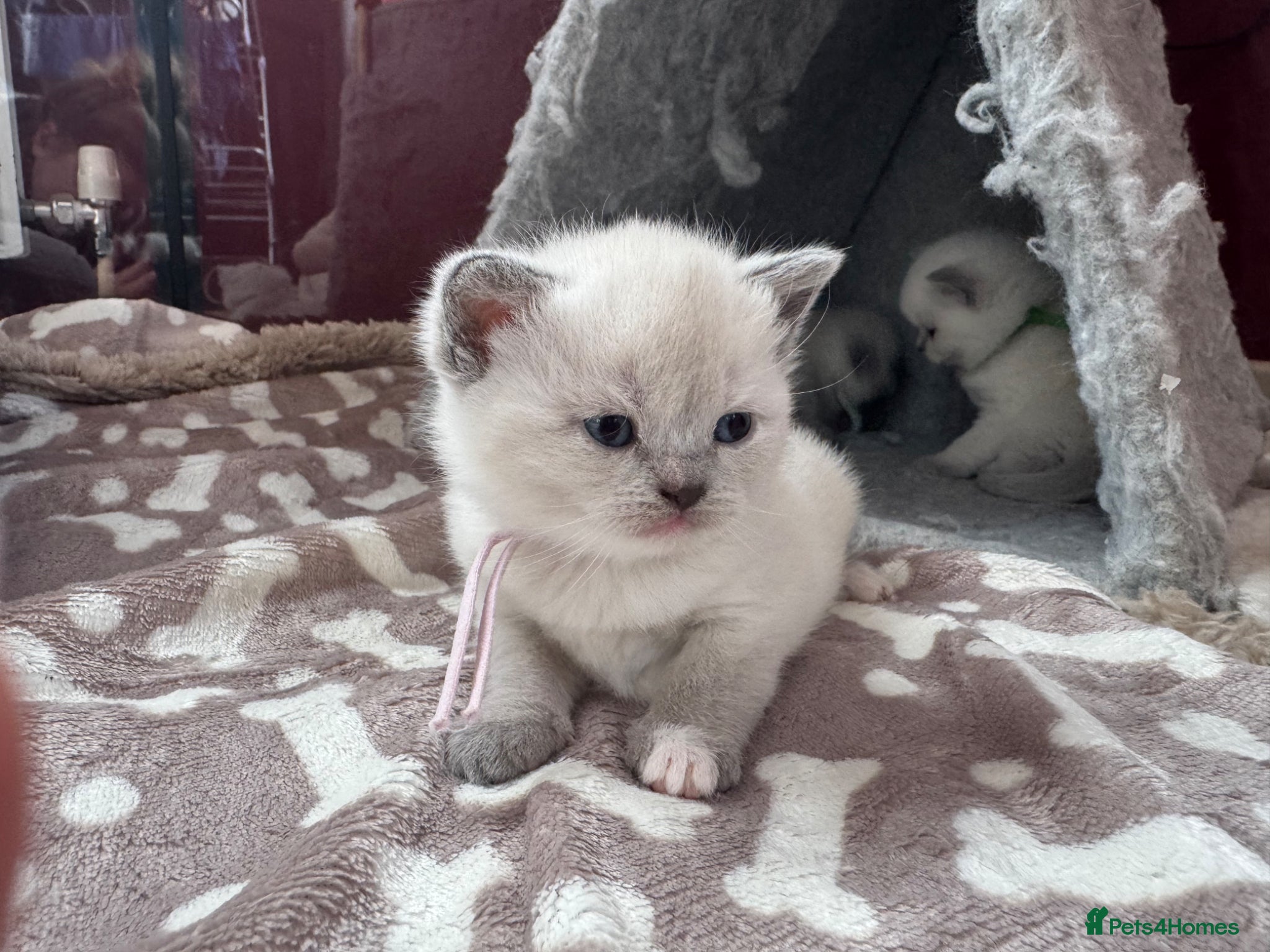 British Shorthair cats for sale: Gorgeous GCCF colourpoints  - Advert 17