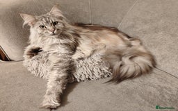 Maine Coon cats for sale: Silver Maine Coon girl - Image 1
