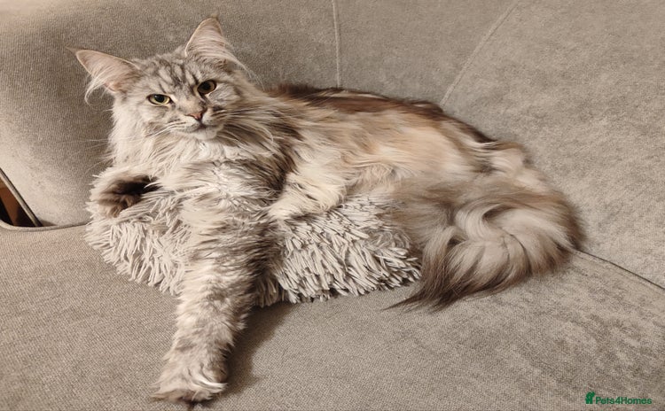 Maine Coon cats for sale - Advert 2