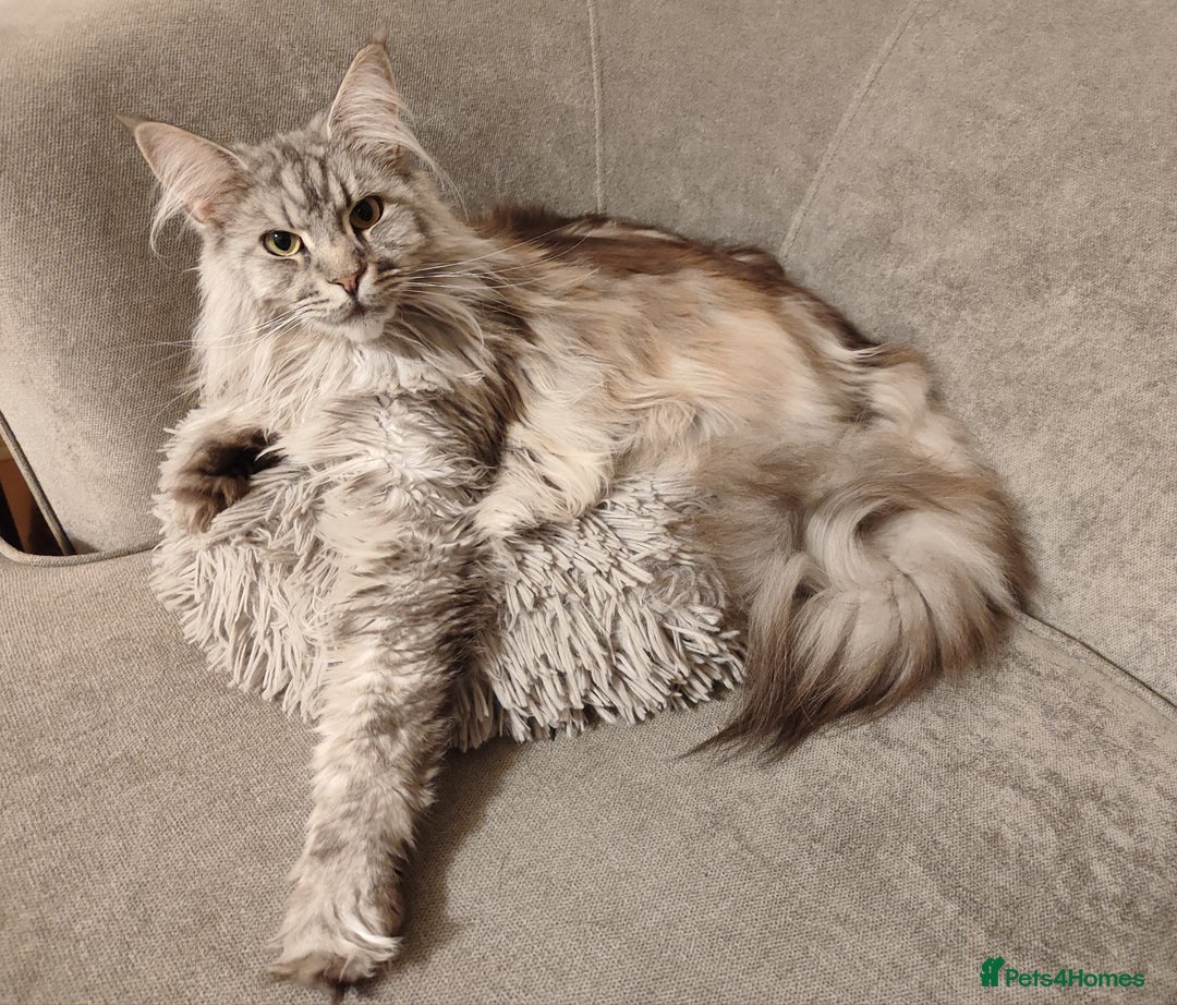 Maine Coon cats for sale: Silver Maine Coon girl - Image 1
