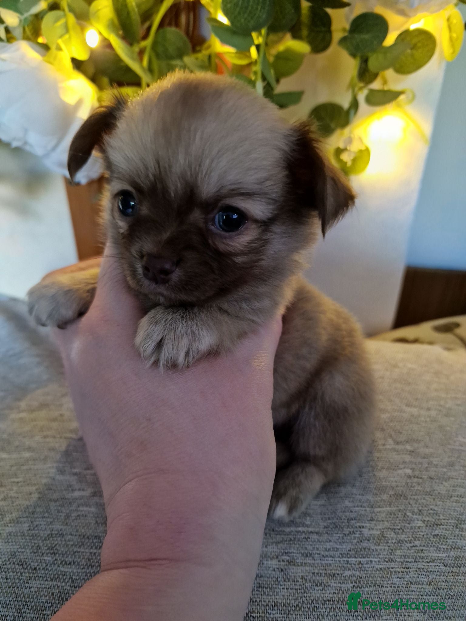 Chihuahua dogs Stunning Chihuahua Puppies Ready Now🐾 - Advert 20