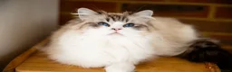 Ragdoll cats for sale: GCCF Champion line kittens available - Advert 10