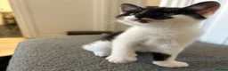 Mixed Breed cats for sale: Unique Smart Kittens for Loving Homes  in Kilwinning - Advert 6