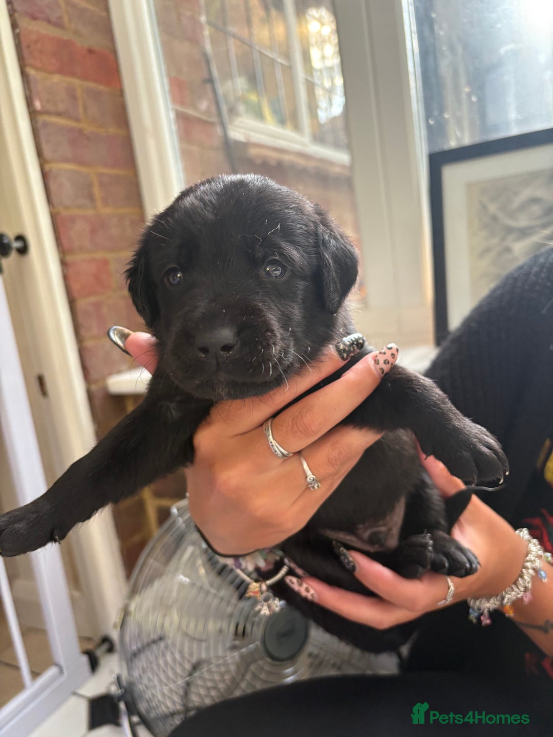 Labrador Retriever dogs for sale: Labrador puppies - Ready Now  - Image 29