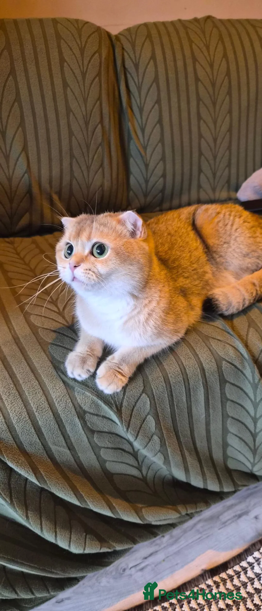 Scottish Fold cats for sale: Gorgeous girl - Advert 2