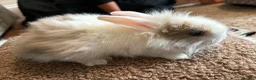 Lionhead rabbits for sale: Lionhead babies in Hereford - Advert 5
