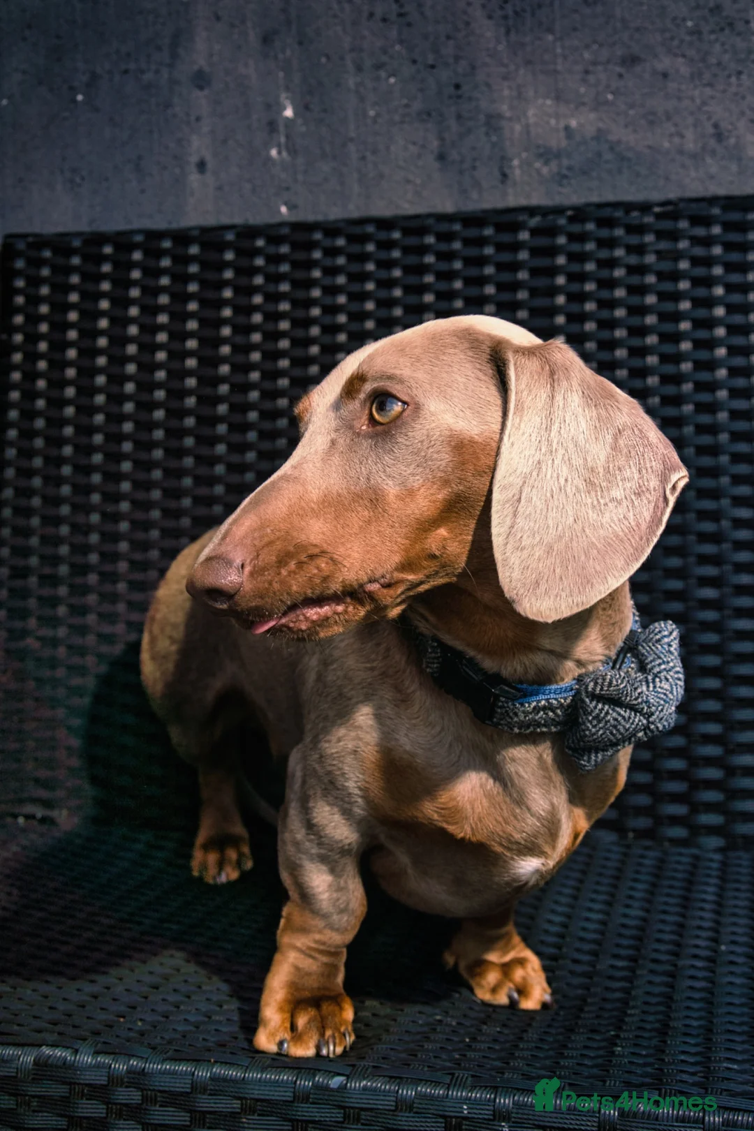 Miniature Dachshund dogs for stud: Isabella and tan Miniature Dachshund for stud in Bracknell - Advert 11