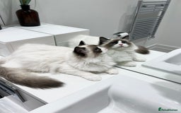 Ragdoll cats for sale: RARE TICA ENTIRE MALE SEAL POINT BICOL CHAMP BLOOD - Image 11