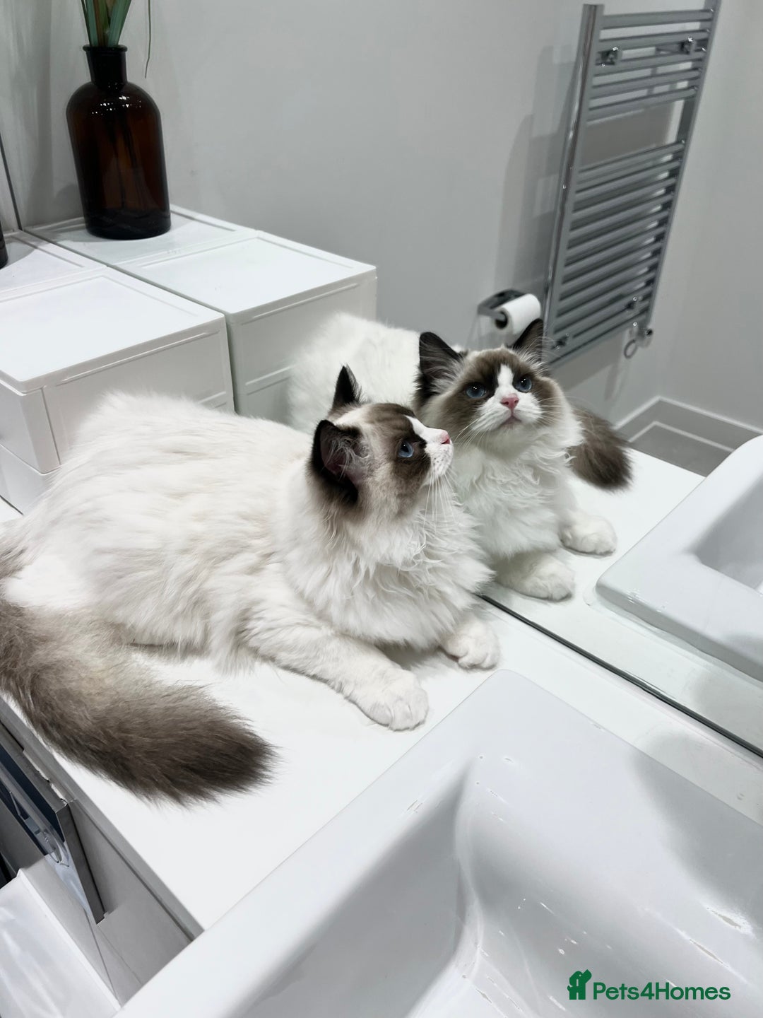 Ragdoll cats for sale: RARE TICA ENTIRE MALE SEAL POINT BICOL CHAMP BLOOD - Image 11