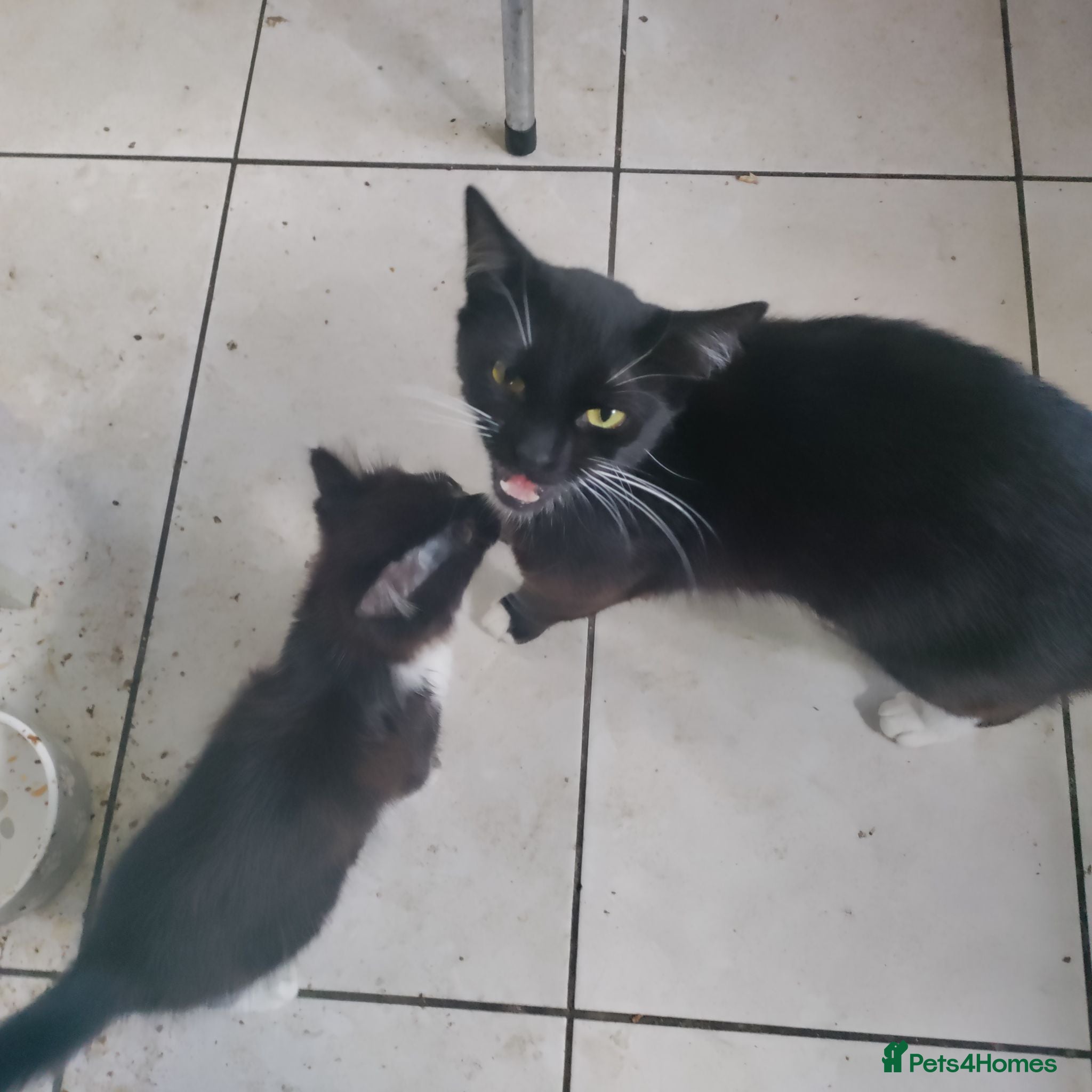 Mixed Breed cats 4 beautiful kittens NOW available - Advert 3