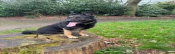 German Shepherd dogs for stud: Handsome German Shepherd x Dutch Shepherd for Stud - Advert 2