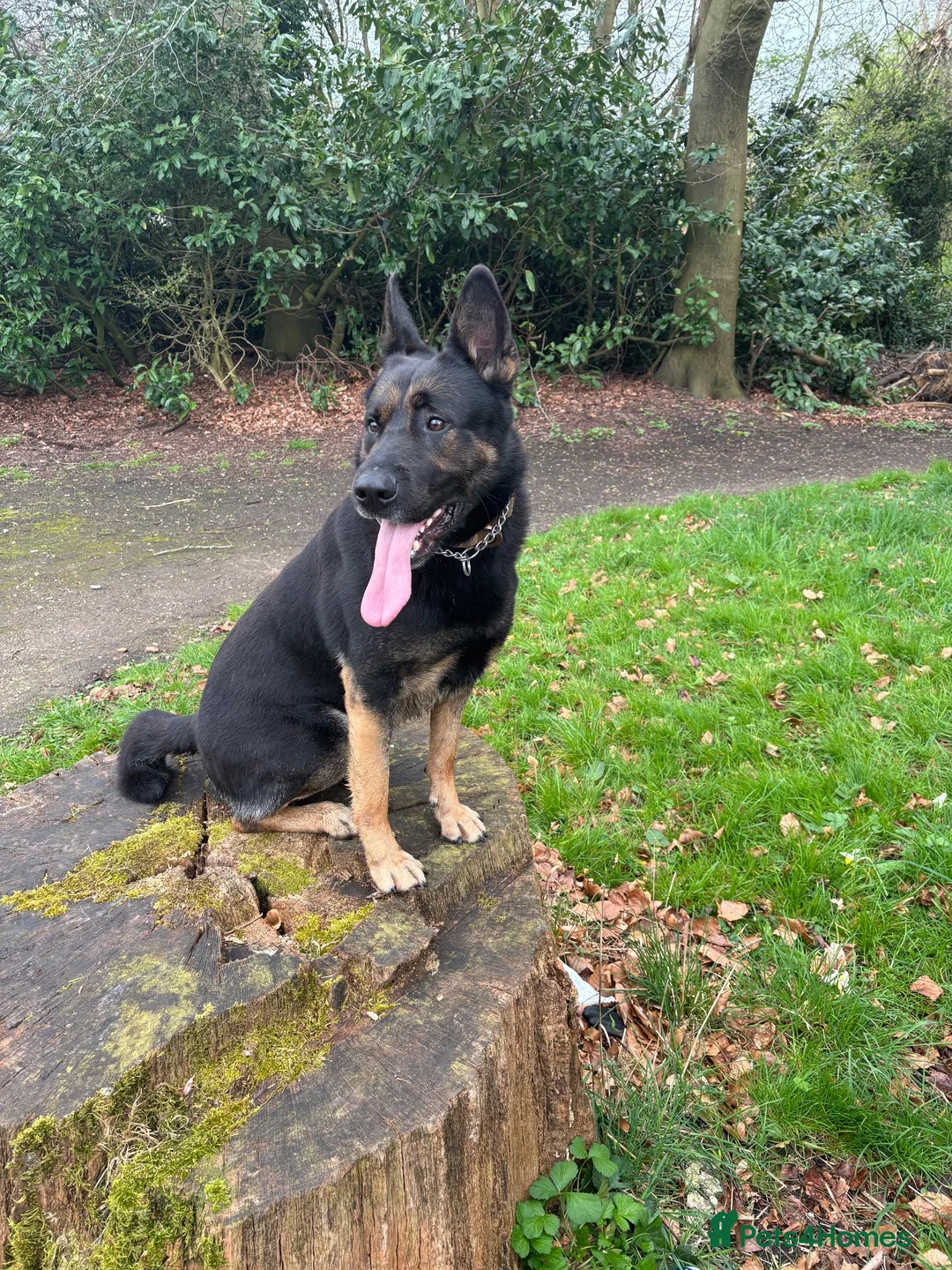 German Shepherd dogs for stud: Handsome German Shepherd x Dutch Shepherd for Stud - Advert 2