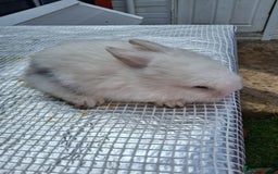 Lionhead rabbits for sale: lionhead bunnies  - Image 7