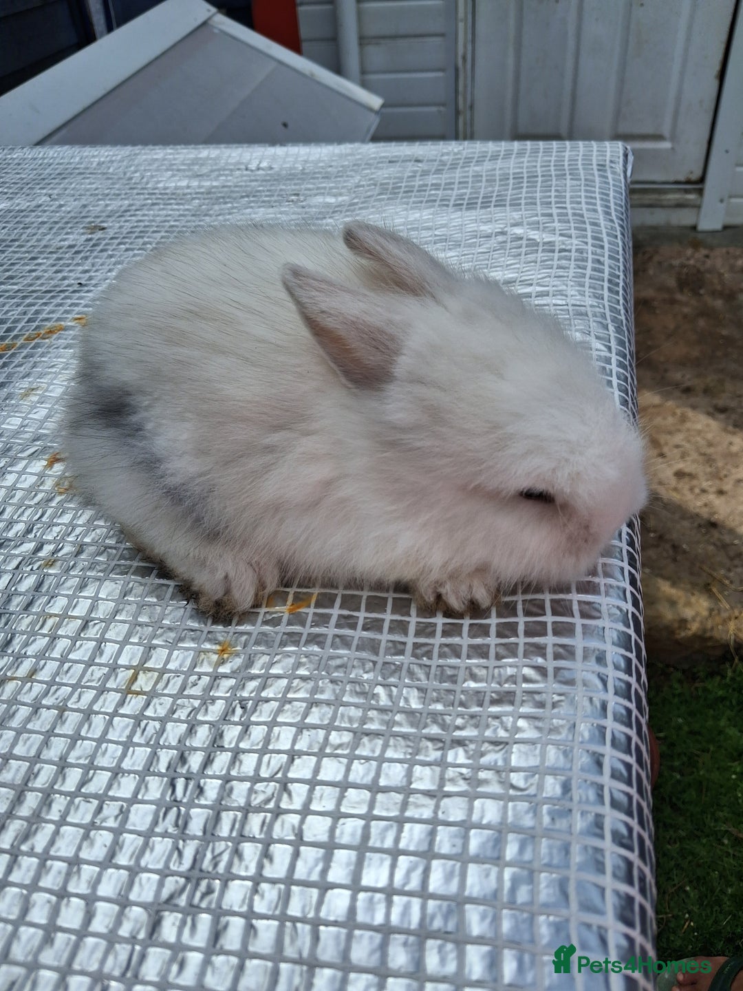 Lionhead rabbits for sale: lionhead bunnies  - Image 7