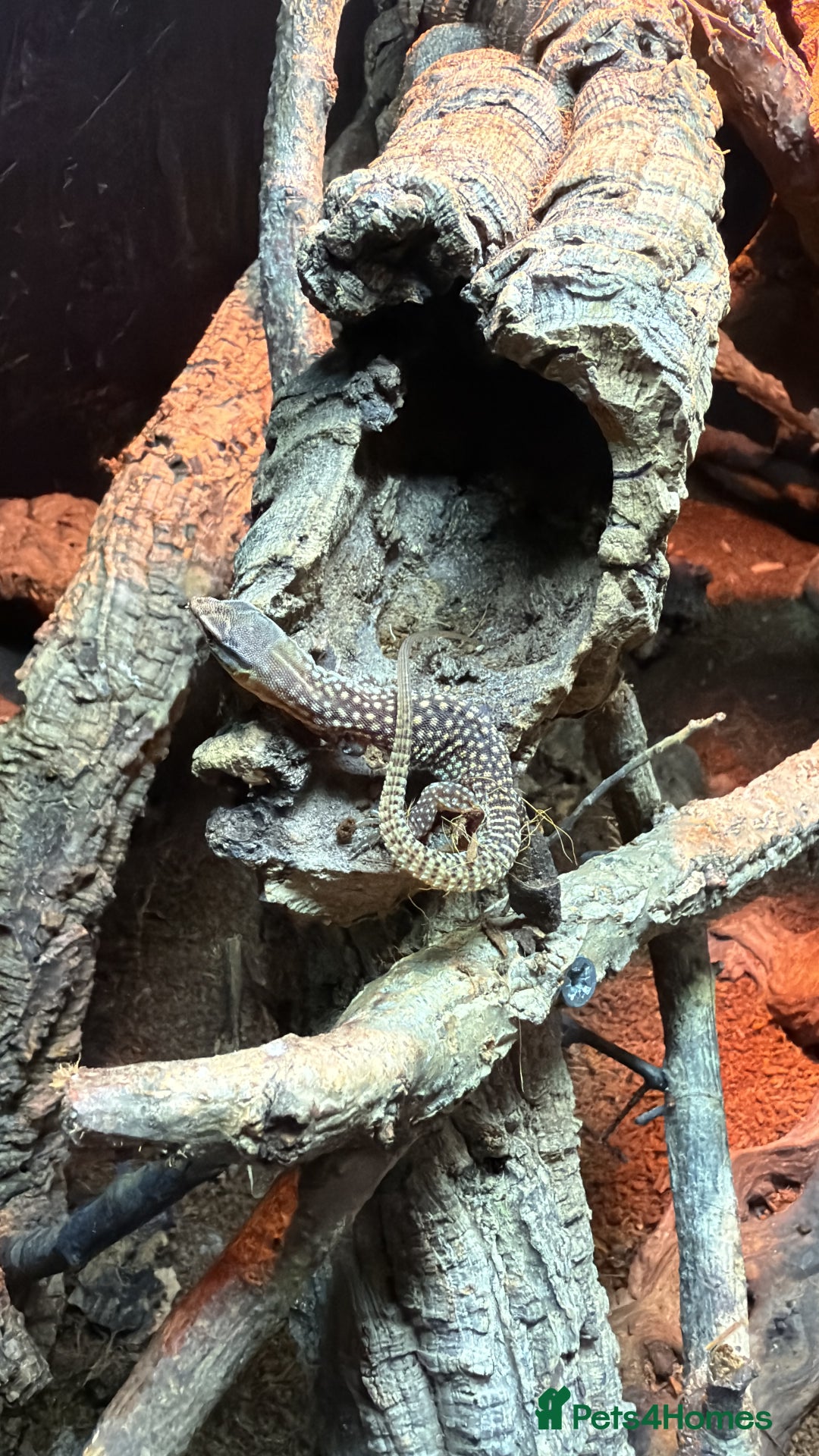 Monitor reptiles for sale: Ackie monitor babies - Advert 2