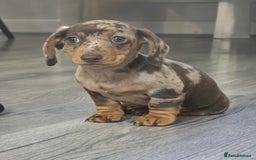 Miniature Dachshund dogs for sale: Miniature dachshund puppies  - Image 2